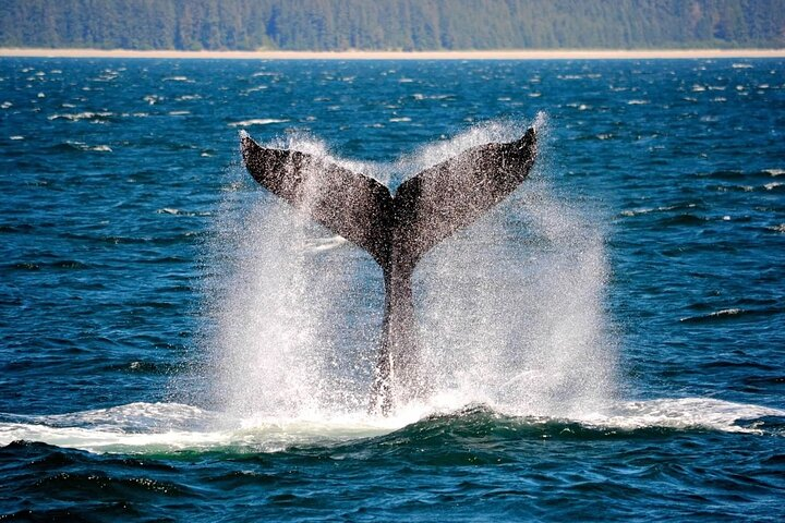 Icy Strait Whale & Wildlife Endeavor - Photo 1 of 9